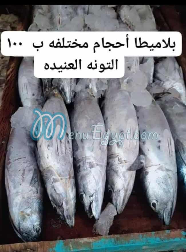 أسماك أبو ياسمين مصر
