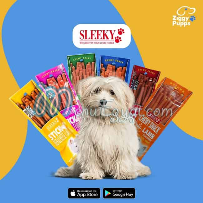 رقم زيجي بابس مصر