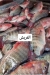 مطعم أسماك أبو ياسمين مصر