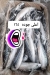 رقم أسماك أبو ياسمين مصر
