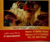 Tebesty Top menu Egypt 1